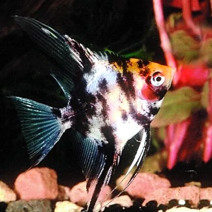 Pt.scalare   Maanvis gold cop SM